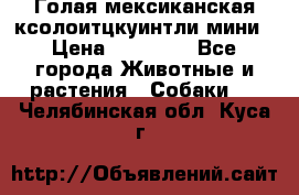 Голая мексиканская ксолоитцкуинтли мини › Цена ­ 20 000 - Все города Животные и растения » Собаки   . Челябинская обл.,Куса г.